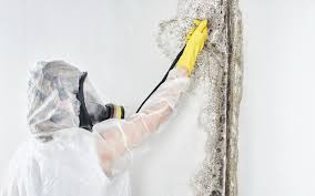 Mold Documentation for Insurance Claims in Leachville, AR